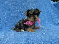 Bella 2nd, a female Yorkshire Terrier for sale in Whittier, CA – 1 of 1