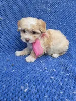 Evie 2nd, a female Maltipoo for sale in Whittier, CA – 1 of 1