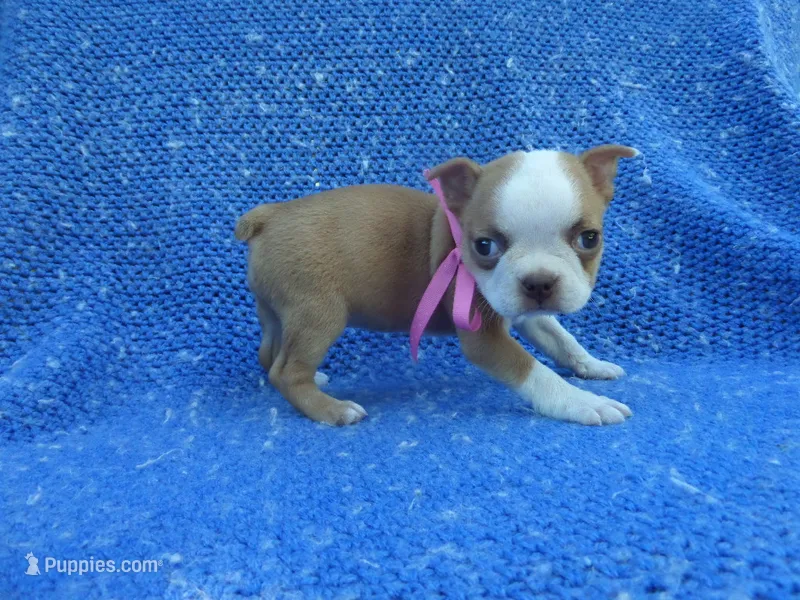 Myah – Boston Terrier puppy for sale in Whittier, CA