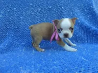 Myah, a female Boston Terrier for sale in Whittier, CA – 1 of 1