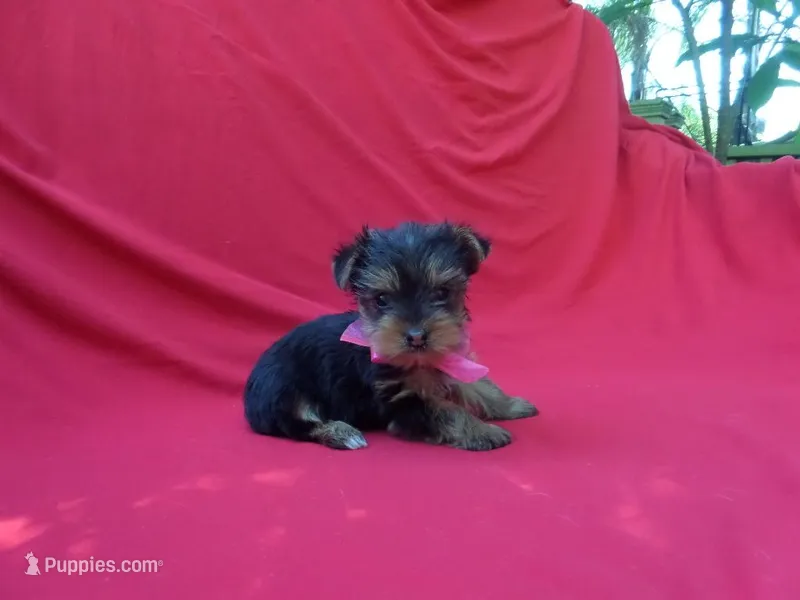 Rayna 2nd – Yorkshire Terrier puppy for sale in Whittier, CA