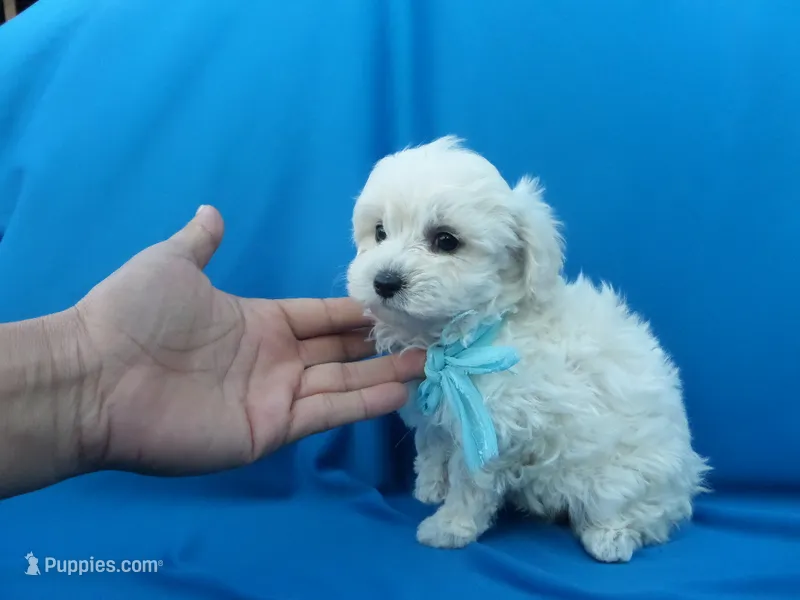 Cody – Maltipoo puppy for sale in Whittier, CA
