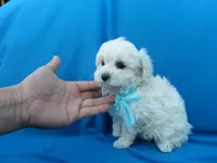 Cody, a male Maltipoo for sale in Whittier, CA – 1 of 1
