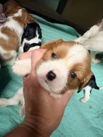 Winny, a female Cavalier King Charles Spaniel for sale in Whittier, CA – 1 of 1