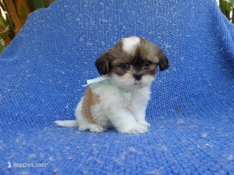 Manny – Mal Shi puppy for sale in Whittier, CA