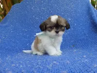 Manny, a male Mal Shi for sale in Whittier, CA – 1 of 1