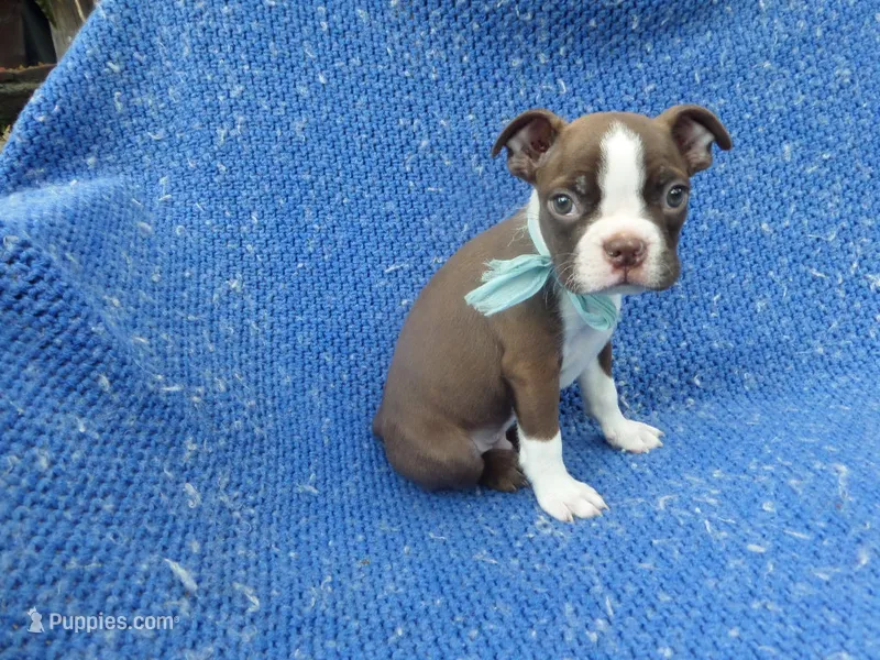 Lee – Boston Terrier puppy for sale in Whittier, CA