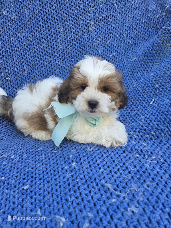 Franky – Mal Shi puppy for sale in Whittier, CA