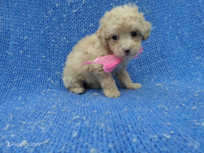 Nora – Poodle - Toy  puppy for sale in Whittier, CA