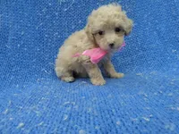 Nora, a female Poodle - Toy  for sale in Whittier, CA – 1 of 1