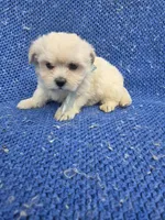 Jojo, a male Mal Shi for sale in Whittier, CA – 1 of 1