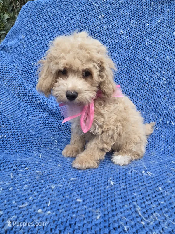 Luna – Poodle - Toy  puppy for sale in Whittier, CA