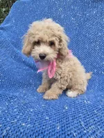 Luna, a female Poodle - Toy  for sale in Whittier, CA – 1 of 1