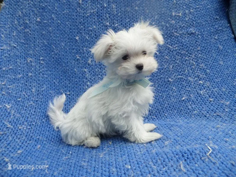 Bolt 2nd, a male Maltese for sale in Whittier, CA – Photo 1 of 1