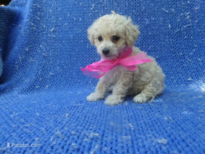 Ivara – Maltipoo puppy for sale in Whittier, CA