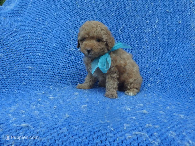 Jace – Poodle - Toy  puppy for sale in Whittier, CA