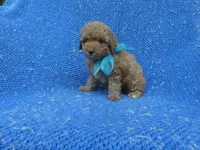 Jace, a male Poodle - Toy  for sale in Whittier, CA – 1 of 1