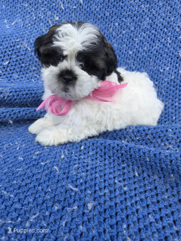 Nora 2nd – Mal Shi puppy for sale in Whittier, CA