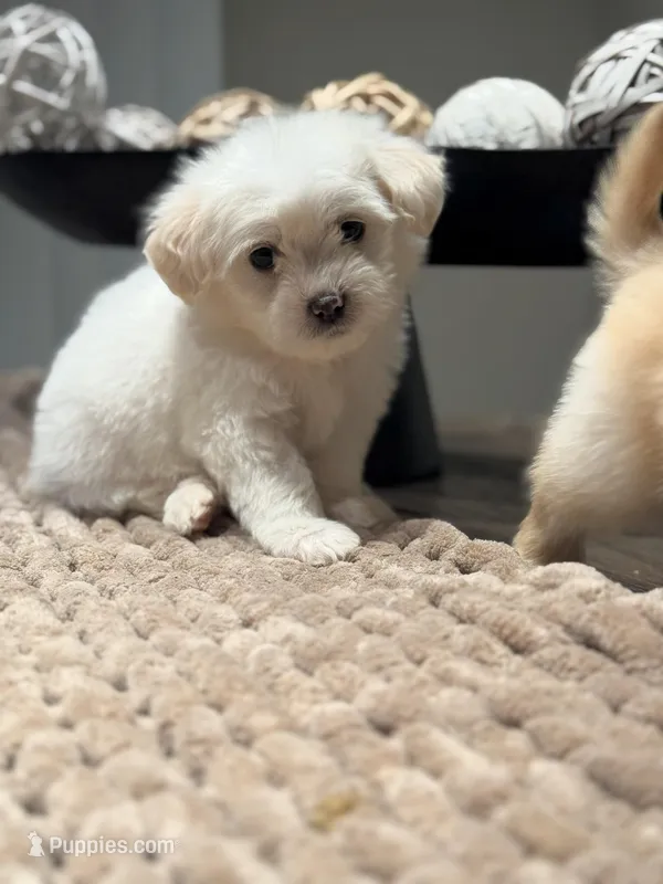 Connor 2nd, a male Maltipoo for sale in Whittier, CA – Photo 1 of 1
