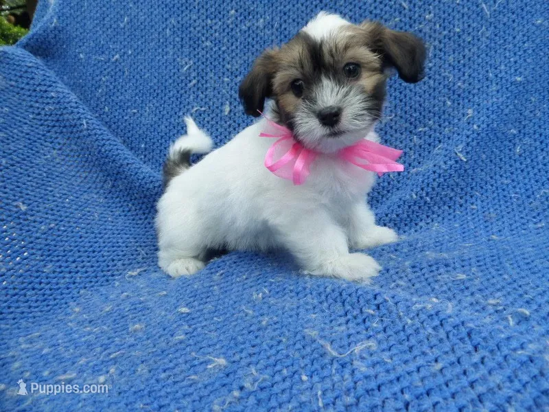 Pommy – Morkie puppy for sale in Whittier, CA