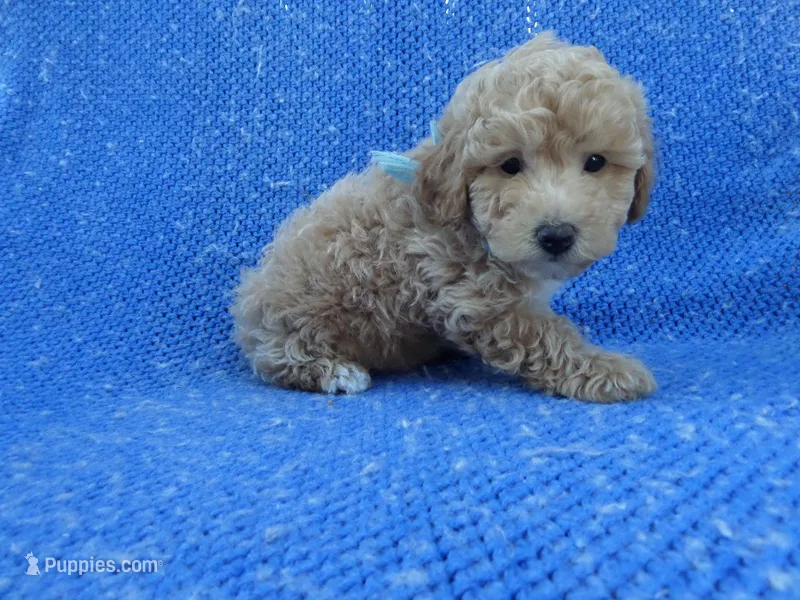 Olly – Poodle - Toy  puppy for sale in Whittier, CA