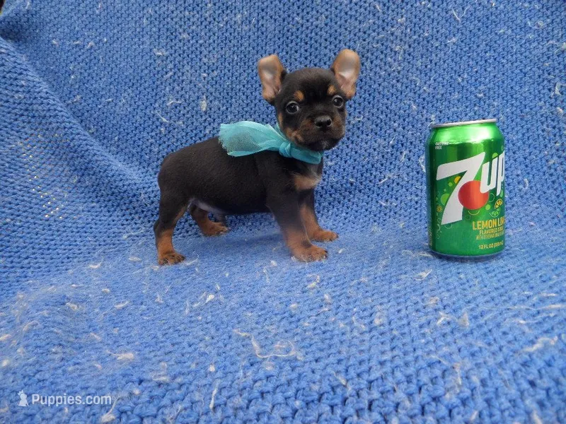 Sora – Chihuahua, Miniature Pinscher puppy for sale in Whittier, CA