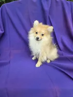 Jay, a male Pomeranian for sale in Whittier, CA – 1 of 1