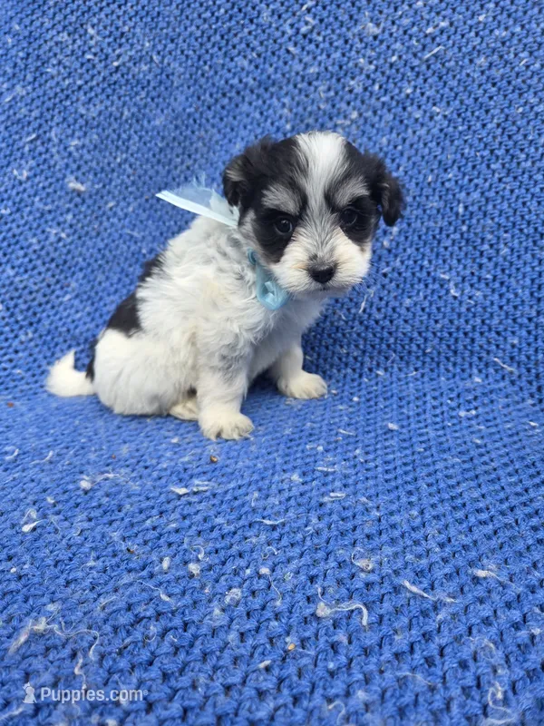 Oreo – Morkie puppy for sale in Whittier, CA