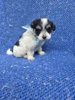 Oreo, a male Morkie for sale in Whittier, CA – 1 of 1