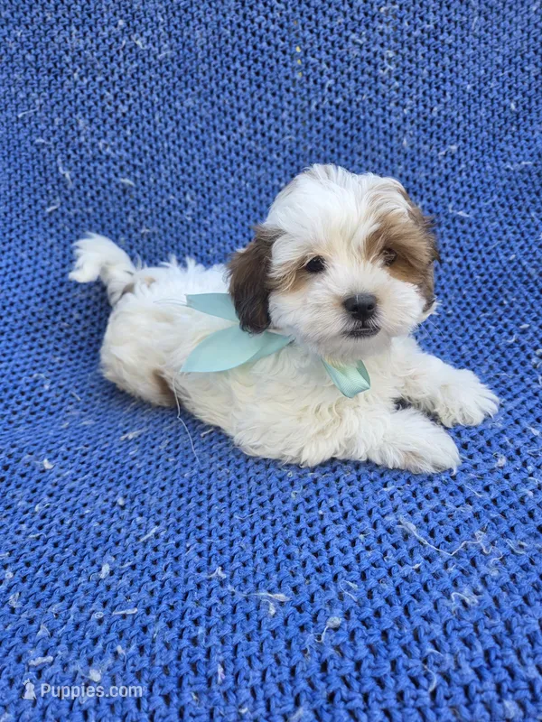 Manny – Mal Shi puppy for sale in Whittier, CA