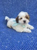 Manny, a male Mal Shi for sale in Whittier, CA – 1 of 1
