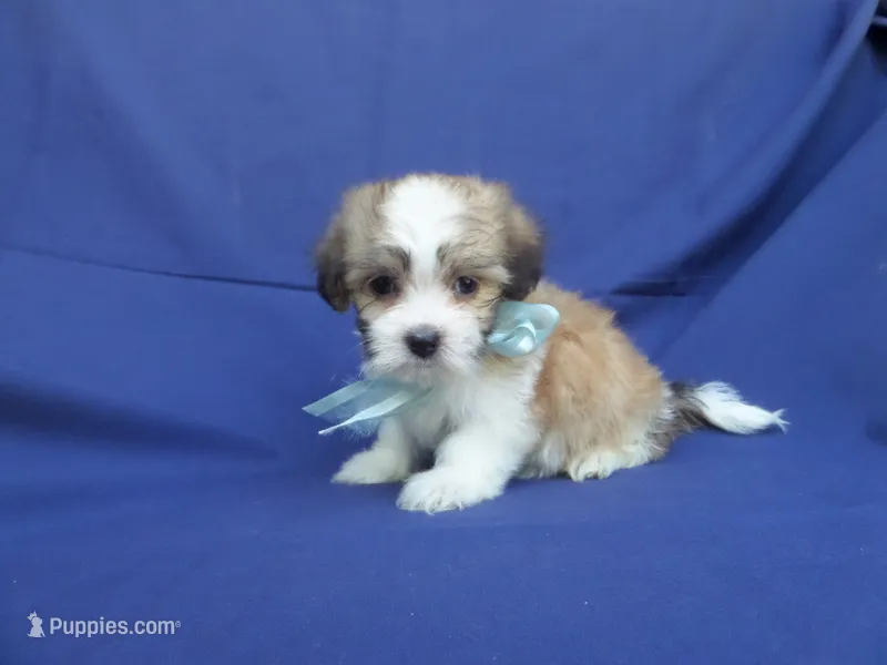 Casper – Maltipoo puppy for sale in Whittier, CA