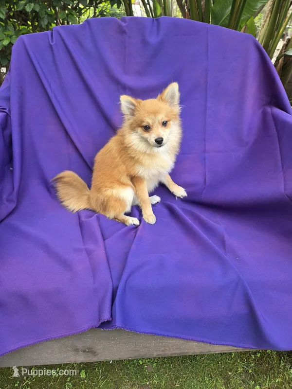 Katie 2nd, a female Pomeranian for sale in Whittier, CA – Photo 1 of 1