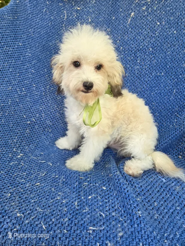 Olly – Morkie puppy for sale in Whittier, CA
