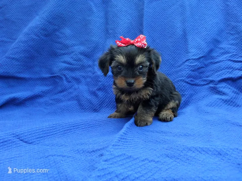 Charlie  – Yorkshire Terrier puppy for sale in Whittier, CA