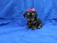 Charlie , a female Yorkshire Terrier for sale in Whittier, CA – 1 of 1