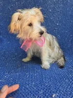 Nina, a female Morkie for sale in Whittier, CA – 1 of 1
