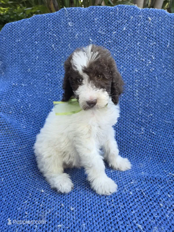 Nate – Goldendoodle puppy for sale in Whittier, CA