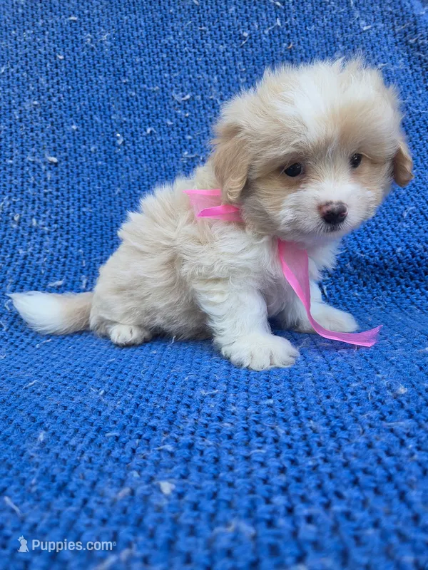 Winny – Maltipoo puppy for sale in Whittier, CA