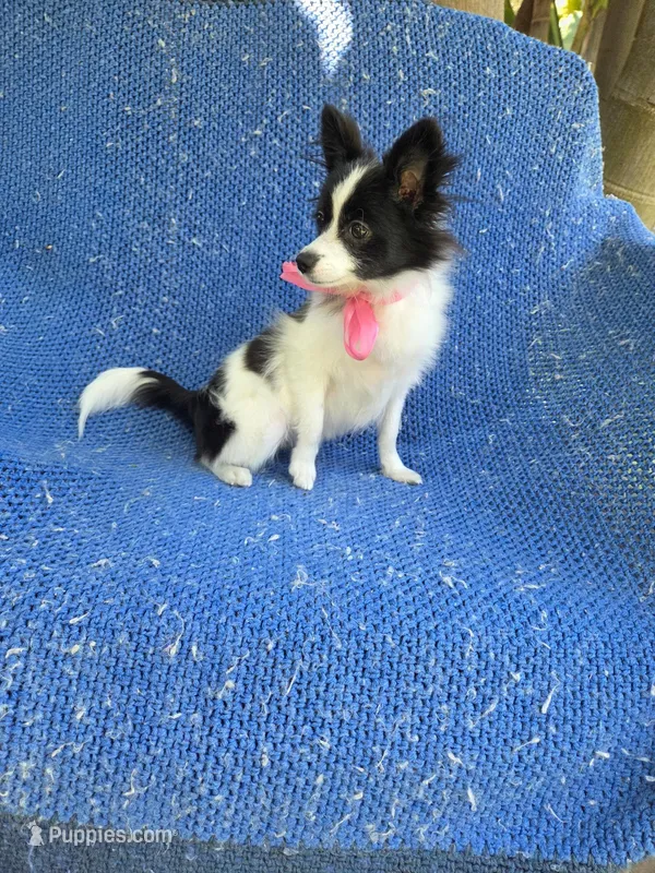 Chloe – Pomchi puppy for sale in Whittier, CA