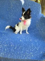 Chloe, a female Pomchi for sale in Whittier, CA – 1 of 1