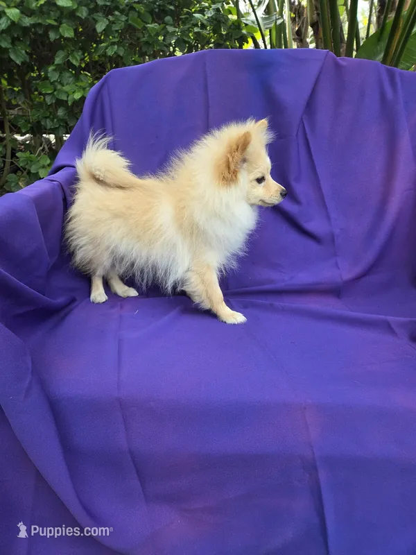 Holt 2nd, a male Pomeranian for sale in Whittier, CA – Photo 1 of 1