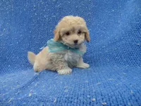 Vinny, a male Maltipoo for sale in Whittier, CA – 1 of 1