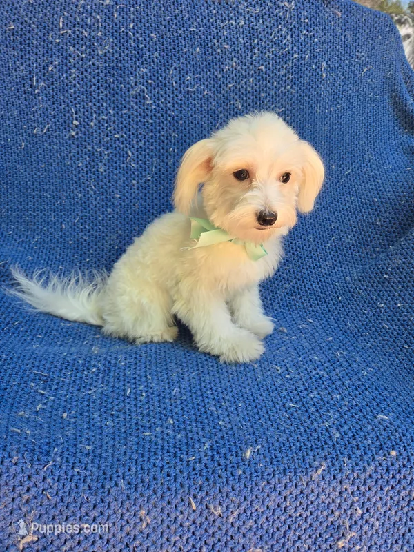 Kent – Maltese puppy for sale in Whittier, CA