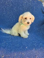 Kent, a male Maltese for sale in Whittier, CA – 1 of 1