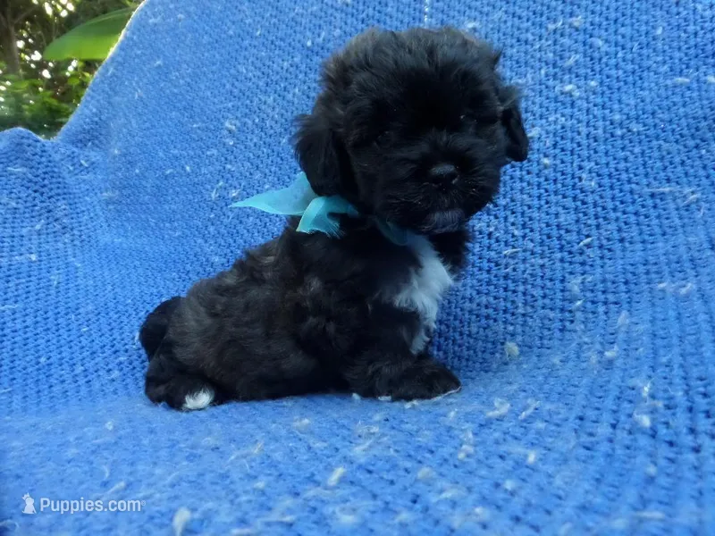 Tommy – Morkie puppy for sale in Whittier, CA