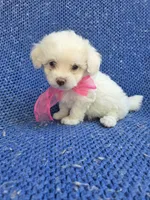Sammy 2nd, a female Maltipoo for sale in Whittier, CA – 1 of 1
