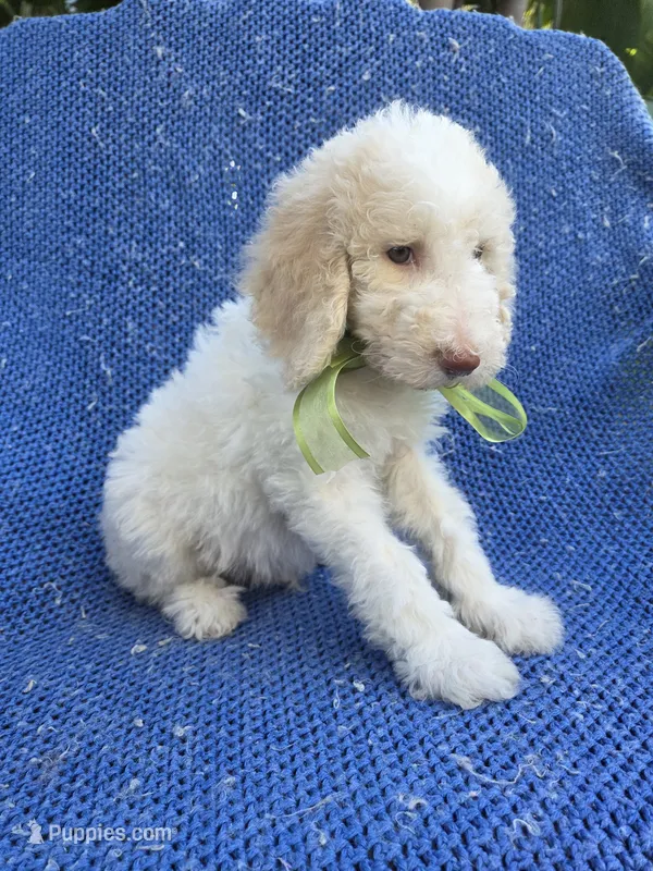 Luke  – Goldendoodle puppy for sale in Whittier, CA