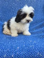 Gibby, a male Mal Shi for sale in Whittier, CA – 1 of 1