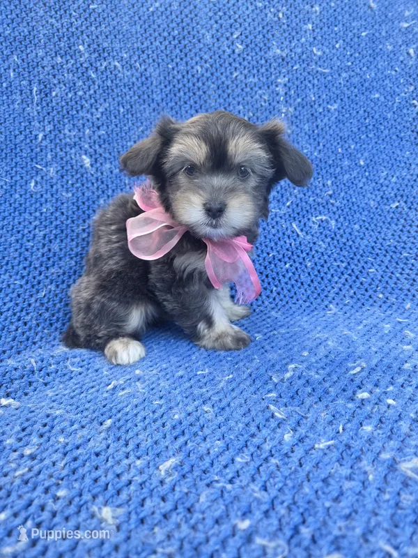 Pommy 2nd, a female Shorkie for sale in Whittier, CA – Photo 1 of 1